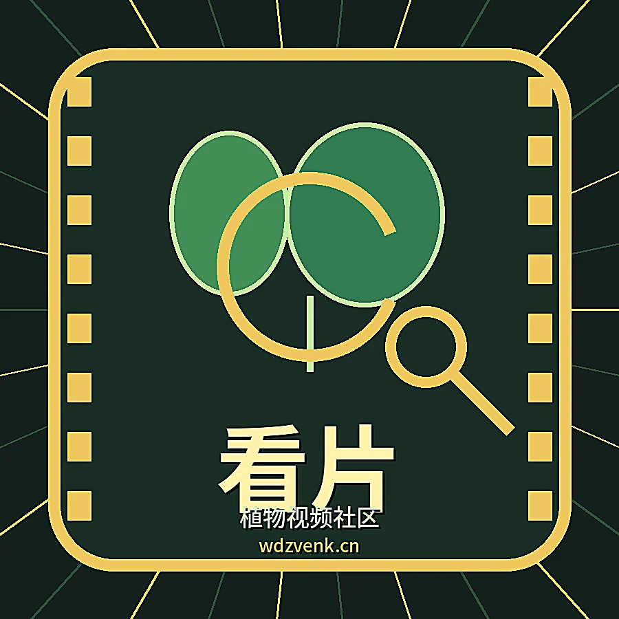 看片